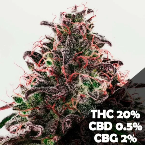 Phantom Ice (Foto)x4 Mamua Seeds