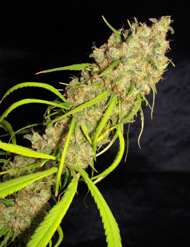Destro (Foto)x5 Silver Rivers Seeds