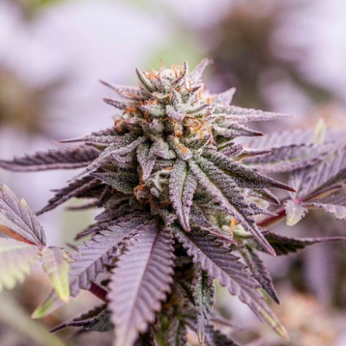 Choco OG (Foto)x3 Criadores1439