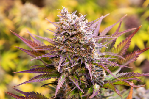 Magnum Cookies (Auto)x5 Silver Rivers Seeds