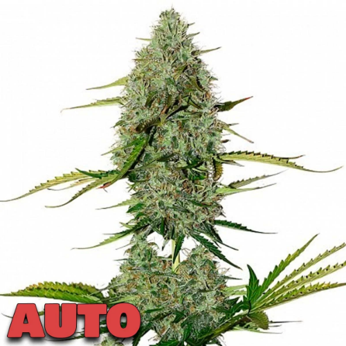 Kali Felix (Auto)x3 Family Growers