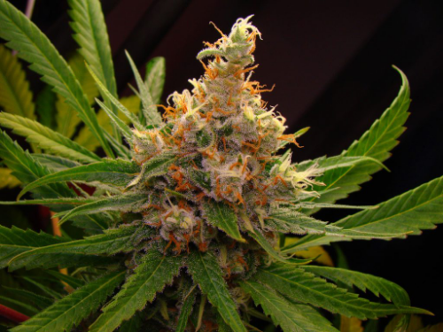 Original SLH (Foto)x5 Silver Rivers Seeds