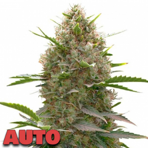 Chem Felix (Auto)x3 Family Growers