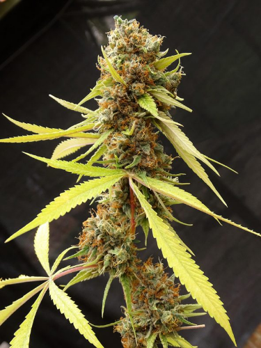 River Haze (Foto)x5 Silver Rivers Seeds
