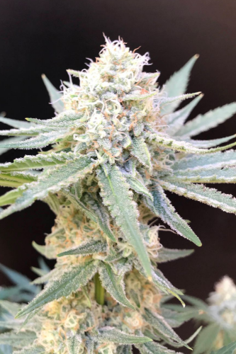 Skunk (Auto)x4 Yeruti