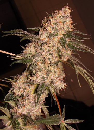 Star Power (Foto)x5 Silver Rivers Seeds