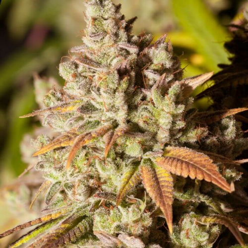 Gorilla Glue (Auto)x4 Yeruti