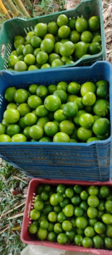 LIMON PAJARITO