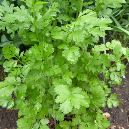 CILANTRO