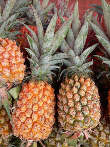 PIÑA