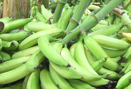PLATANO VERDE
