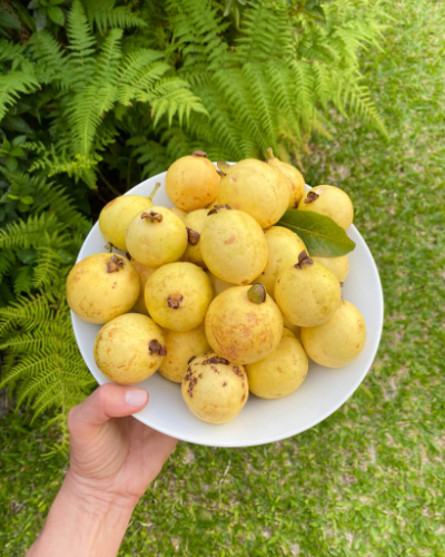GUAYABA DULCE