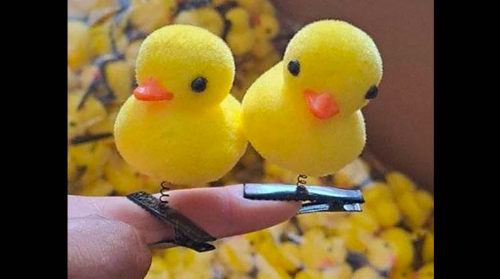 pato
