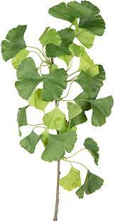 GINGKO BILOBA