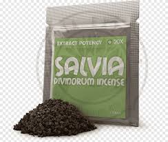 SALVIA
