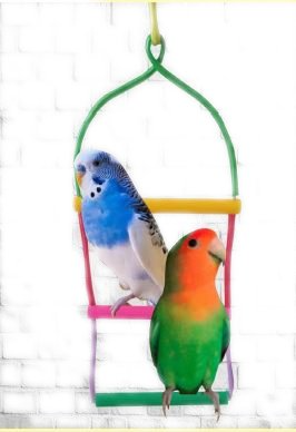 Columpio escalera para perico