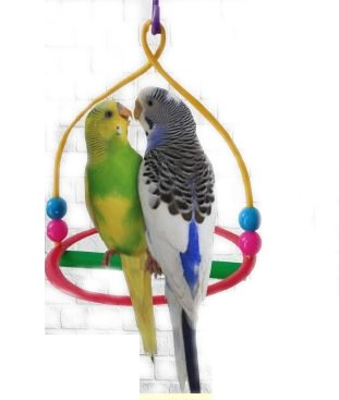 COLUMPIO CIRCULAR para perico