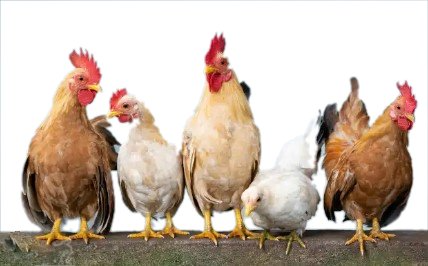 Gallos y gallinas chilenos Grandes