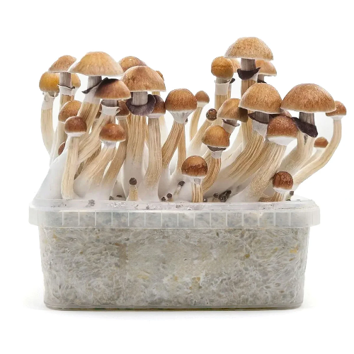 Kit cultivo pequeño
