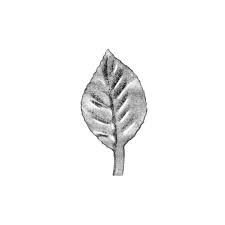 HOJA SANTANERA