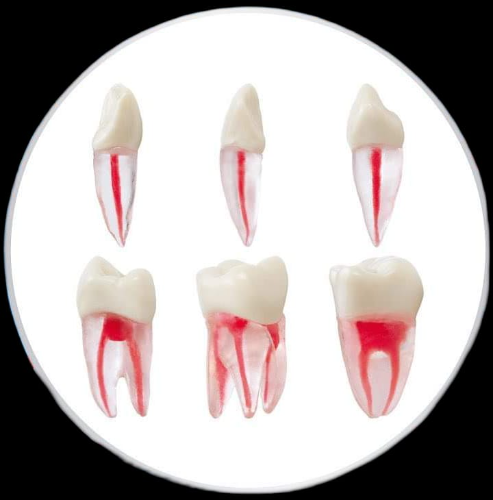 Dientes de ivorina, 6 unds, para practicas de endodoncia, Masterdent