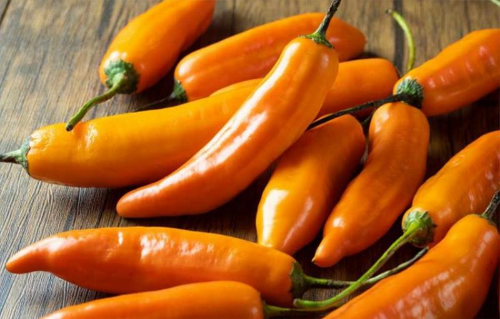 AJI AMARILLO X UND