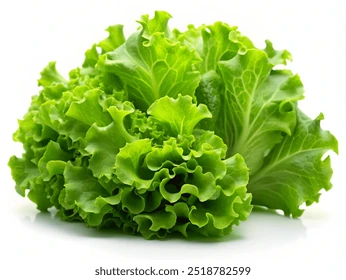 Lechuga