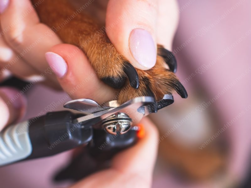 Corte de uñas