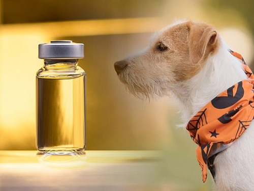 Inmunoterapia ( Vacuna Alergia)