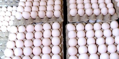 carton de huevos