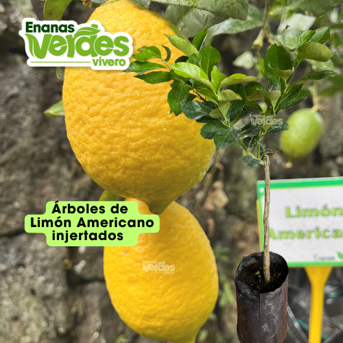 Limón americano