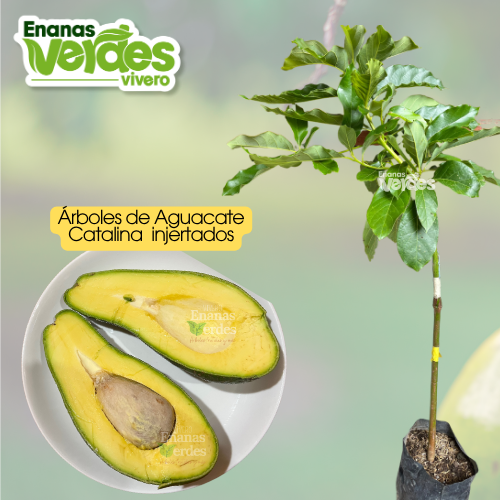 Aguacate Catalina