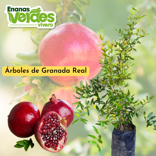 Granada Real