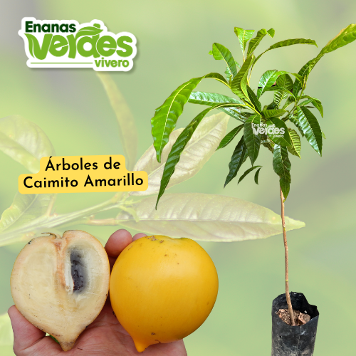 Caimito Amarillo