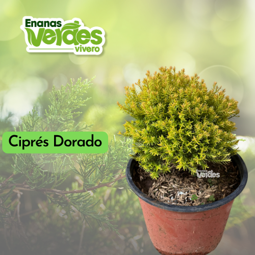 Cipres Dorado